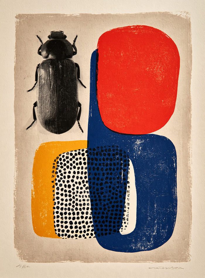 Coleoptera