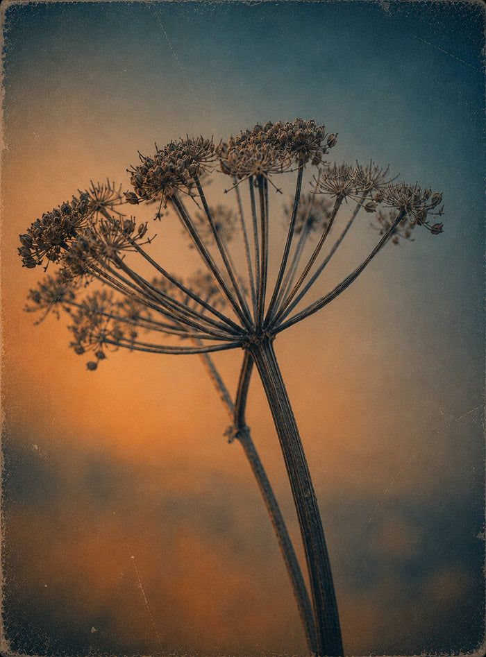 Quiet Bloom