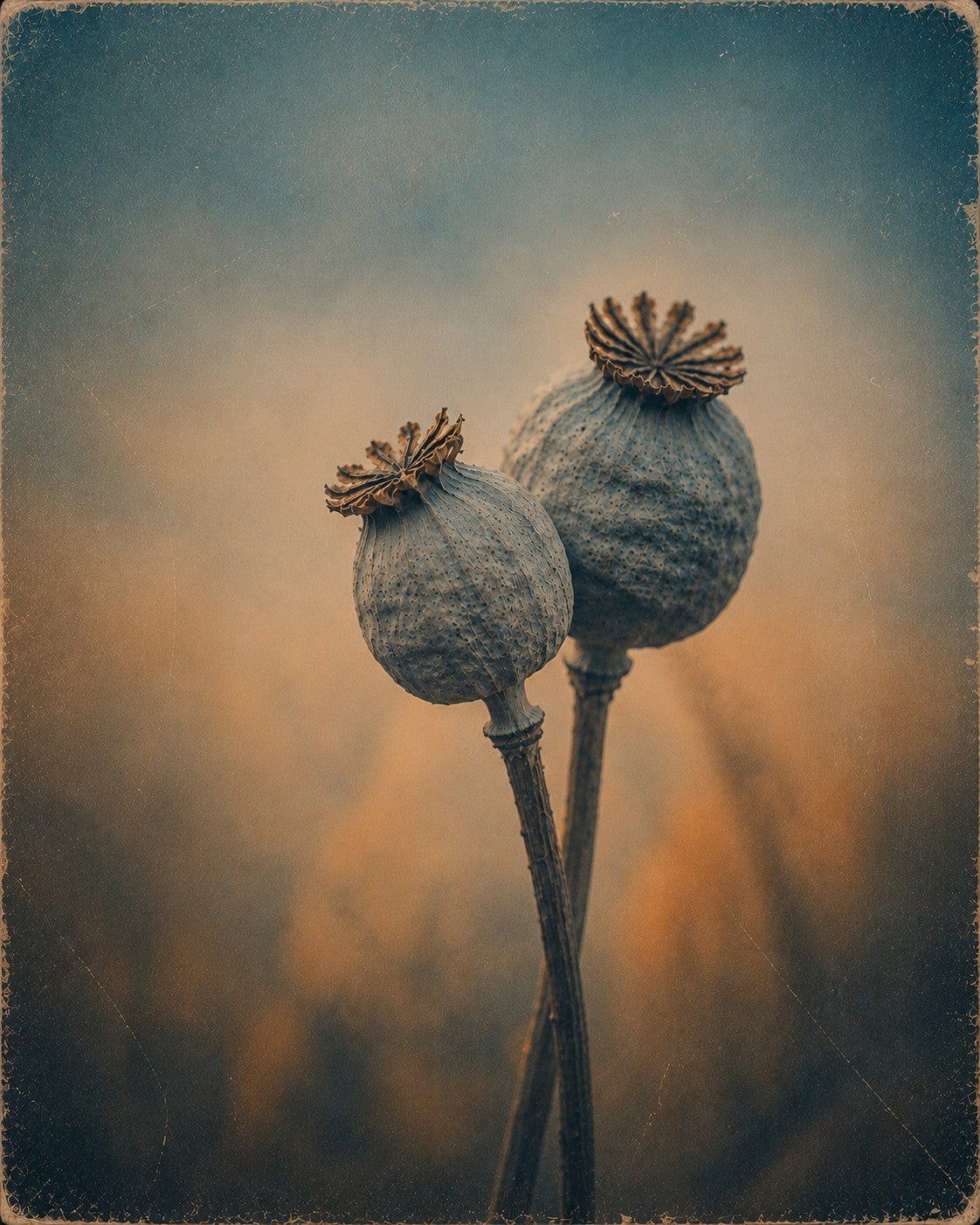 Autumn Relic