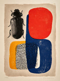 Coleoptera