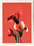 Iris Red