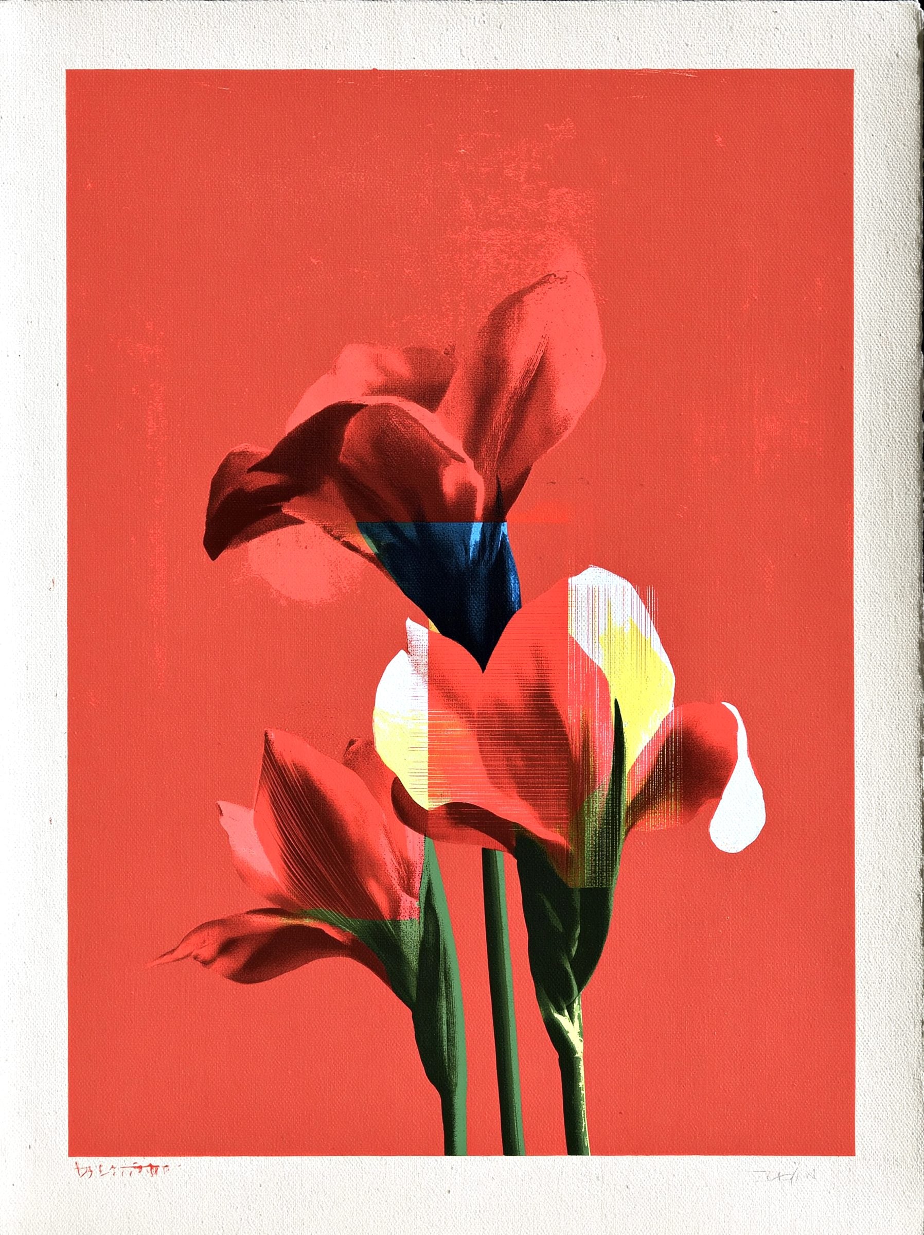 Iris Red