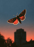 Night Moth