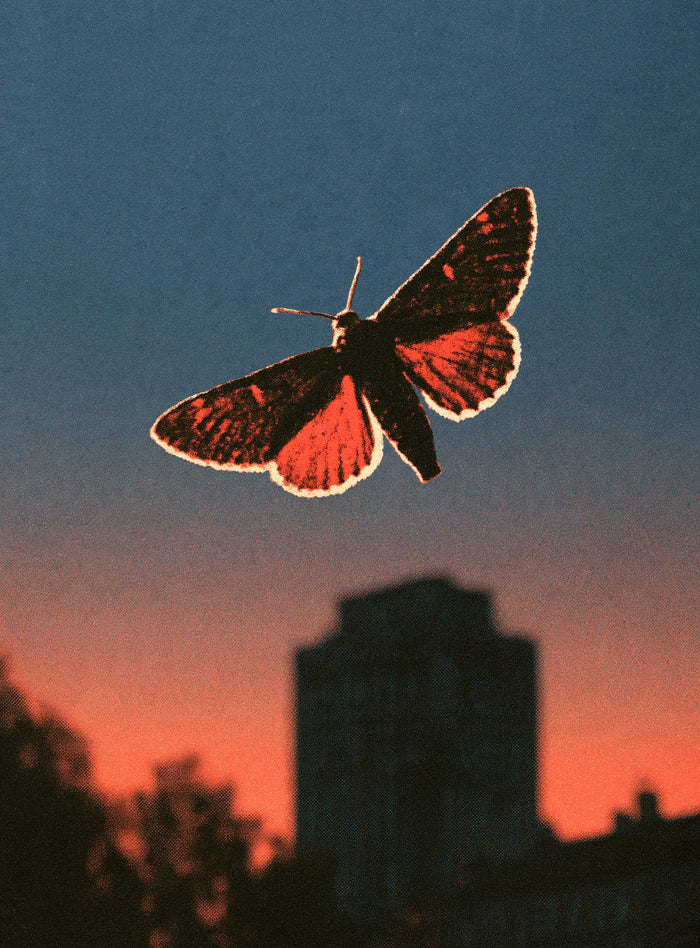 Night Moth
