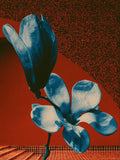 Noctiflora