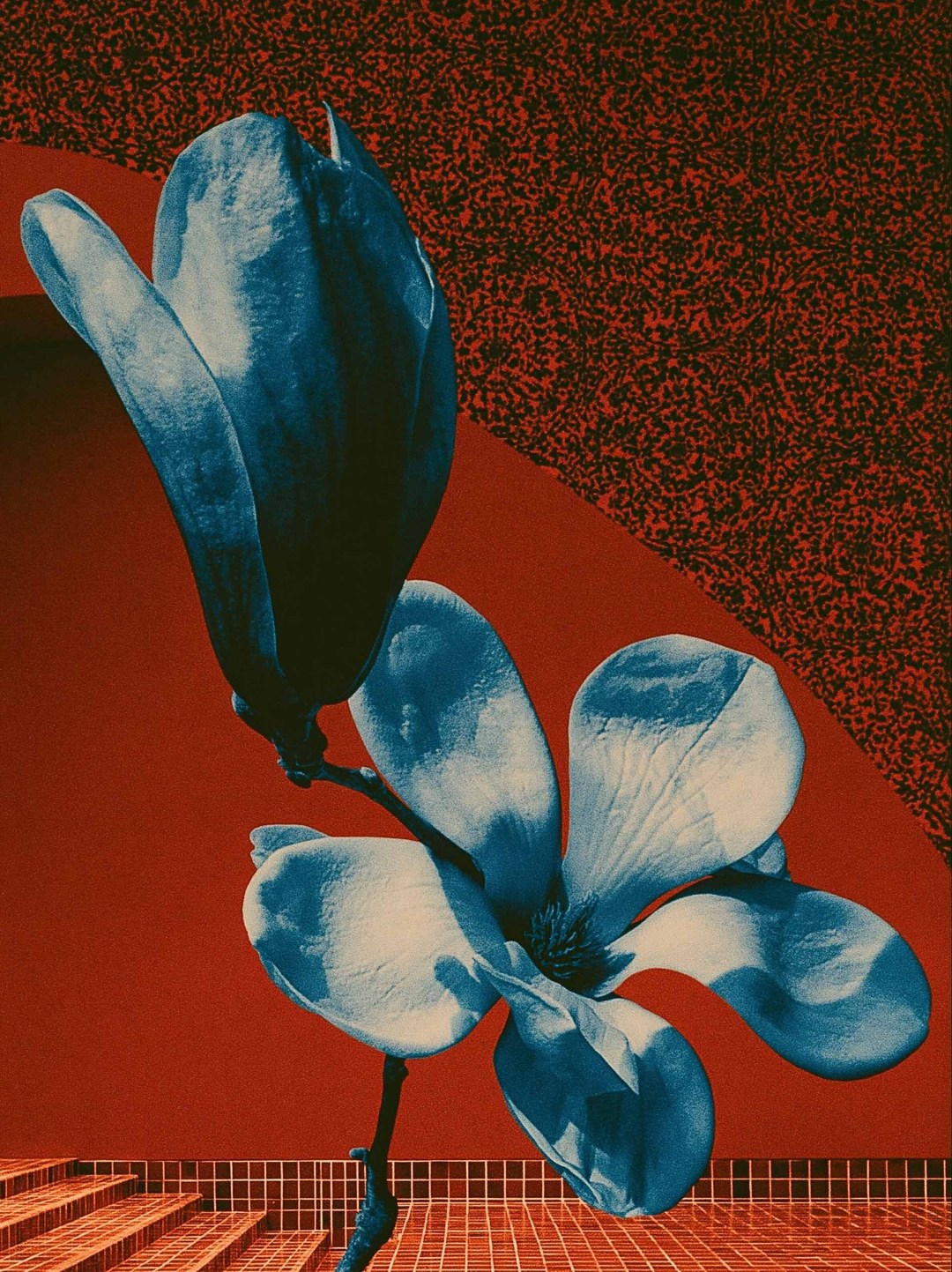 Noctiflora