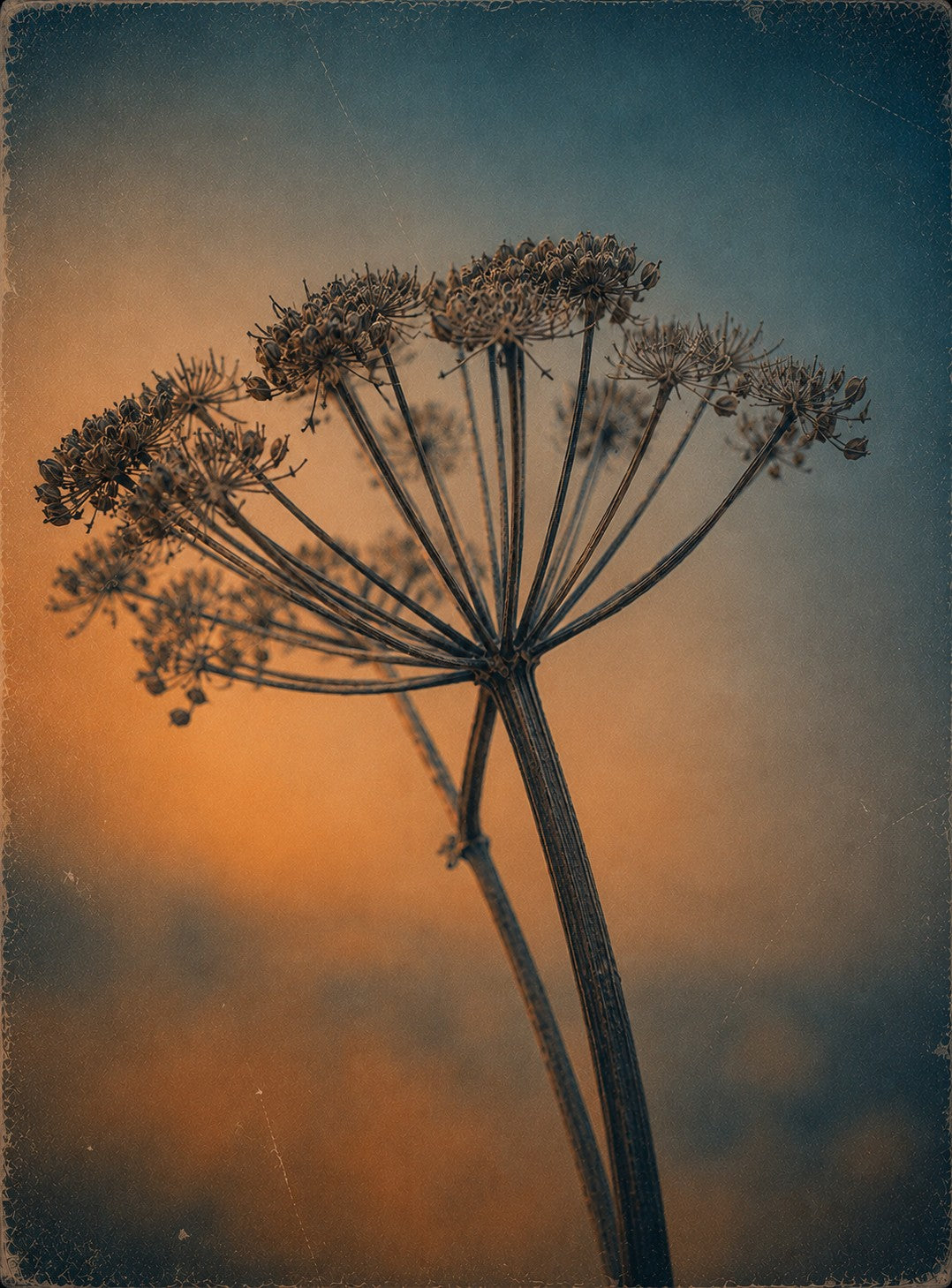 Quiet Bloom